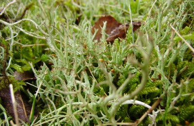 ABOUT ICELAND MOSS (CETRARIA ISLANDICA)