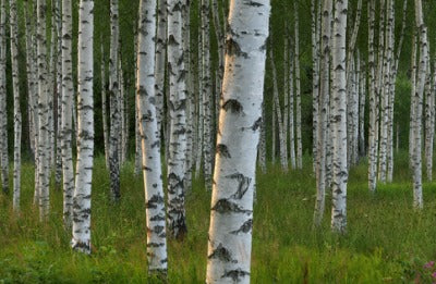 Health Benefits of a Birch Tree.