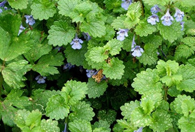 ABOUT GROUND IVY (GLECHOMA HEDERACEA)