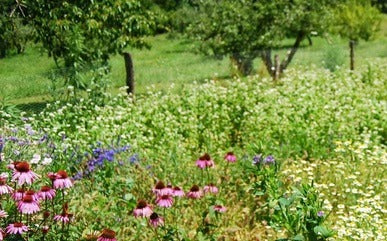 Tips on Creating Your Own Medicinal Garden.